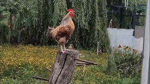 Крик петуха в замедленной съемке, неожидано звучит😀