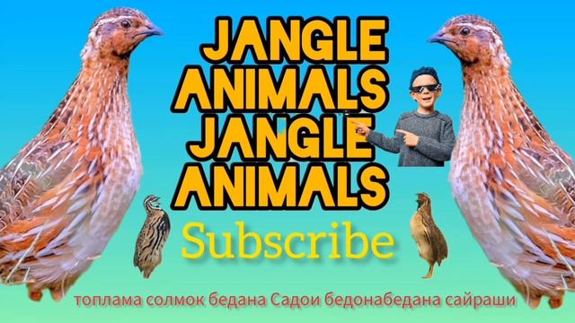 бедана сайрашиСадои бедона топлама солмок бедана Quil sound Batair Ki Awaz بٹیروں کی آواز