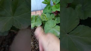 Продолжение прочерную ногу у пеларгонии ЮВ Кардинал