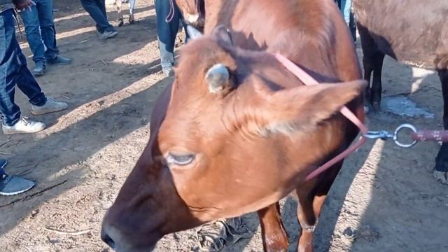 21.04.2024 Jondor mol bozori g'unajin narxlari