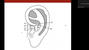 CHINESE AURICULAR ACUPUNCTURE 04: Points of Cavum Concha and Cymba Concha
