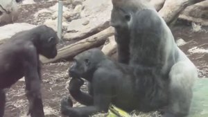 GORILLA TANGO Mating Gorilla Rututu and Sonja Baby Gorilla Nafi and Sadiki