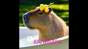 КАПИБАРА ПЕСНЯ