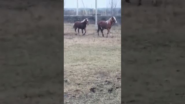 цыганские лошади смотреть онлайн