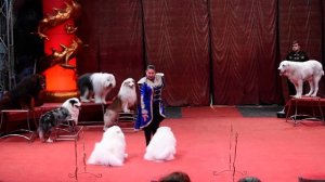 Цирк «Золотой Дракон» Псков 2024.Дрессированные собаки