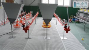 АВТОМАТИЧЕСКАЯ РАЗДАЧА КОРМА ДЛЯ СХ ПТИЦЫ | Линии кормления | СИСТЕМА КОРМЛЕНИЯ БРОЙЛЕРОВ ИЗ КИТАЯ