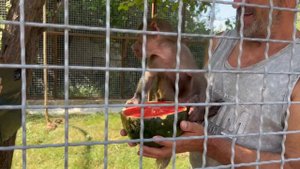 Как Татьяна Алексагина снимает постановочные видео с гамадрилом Люсей в парке львов Тайган