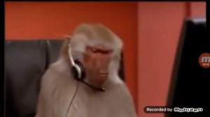 обезьяна в офисе