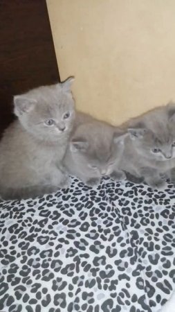 как думаете сколько им щас? #shorts #video #shortvideo #cats #cat #питомцы #животные