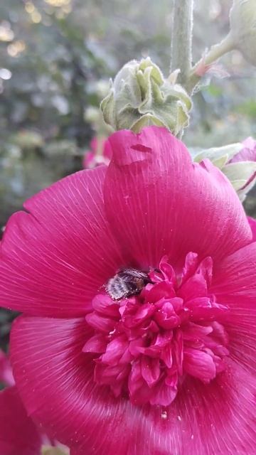 #@велюровыеплюшики#красотыприроды#красота#природа#цветы#пчела