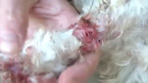 Cordylobia, Maltese, foot.MP4