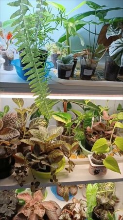 #цветочкинаработе 31.01.25🌿