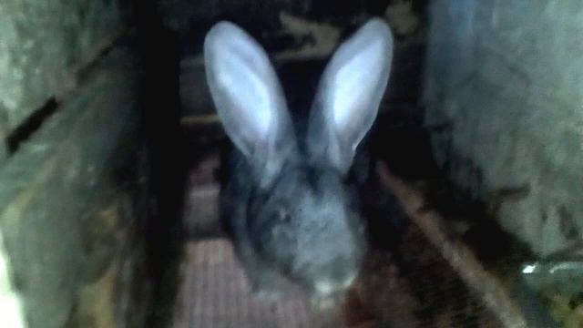 Великан самец Сеня. смотреть онлайн