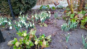 Весенняя прогулка по южному саду 29.01.2025 г. Пятигорск, зона 6б-7а #южныйсад#подснежники