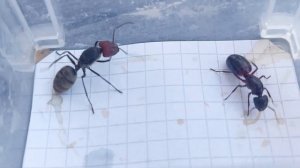 Camponotus singularis (Thailand) vs Camponotus ligniperda (Germany) 25.08.2023