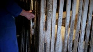 Деревенская история