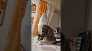 Бэлла увидела на потолке комара