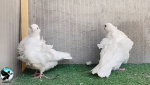 ,Chinese Owl pigeon ,Čínský racek , čínský holub,Китайская чайка,порода ,Chinesentaube,சீன ஆந்தை,
