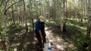 Набили Мешки Грибами Сбор Груздей в Самарской области