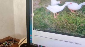 гусь с рабочего стола что умеет и как удалить.