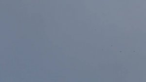 Николаевские голуби запорожского клуба