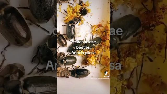 ЧОМУ І ДЕ ЖУКИ ХРУЩИ ПОВЗАЮТЬ І ЛІТАЮТЬ ВВЕЧЕРІ У МІСТІ? Scarabaeidae Beetles, Kyiv, Ukraine.