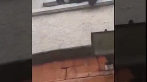 Mam! Fucking cat!