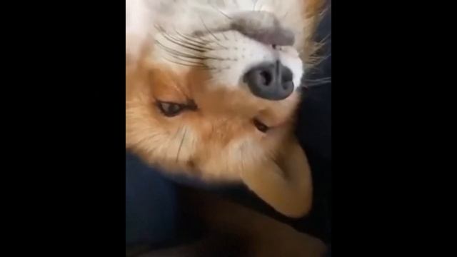 Как лиса засыпает. How the fox falls asleep.