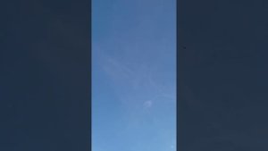 Будапештские высоколётные голуби 07 04 2024г