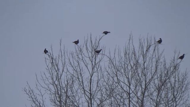 Увидел тетеревов смотреть онлайн