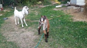 Бои без правил /камори нубийские козы