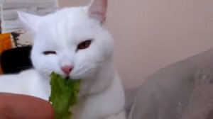 котик кушает салат