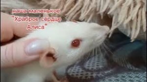Наша маленькая Крыска Алиска "Храброе сердце " Ушла на радугу. Так внезапно