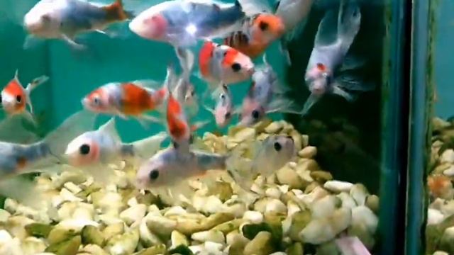 шубункин смотреть онлайн