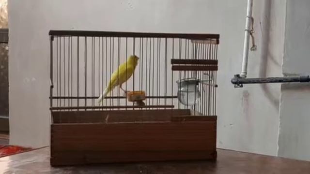 пение канарейки
