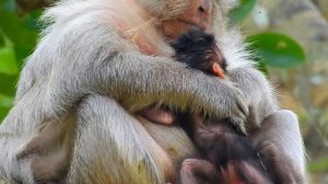 Welcome new baby Monkey Old mom Tima just give birth new baby last nigh with strong body.