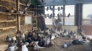 Голуби Николаевские