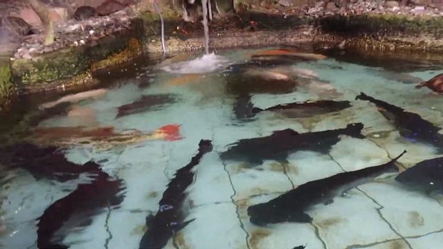 Arapaima Gigas In My Fish Pond