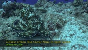 Octopus cyanea changing colors