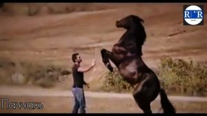 Чеченская песня - Паччахь