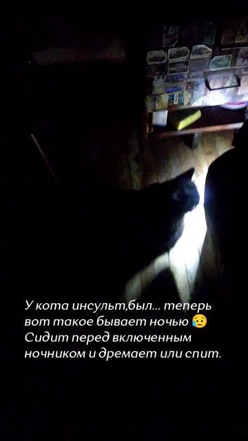 Кот после инсульта 😥(18лет),странное поведение...
