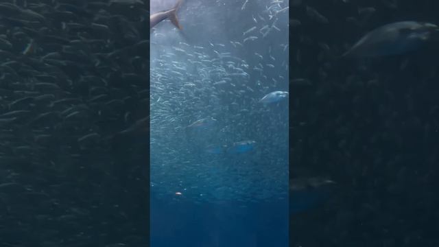 名古屋港水族館に行ってきました⑥イワシ？の群れとか