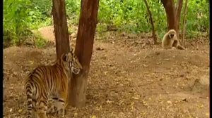 Вредная обезьянка