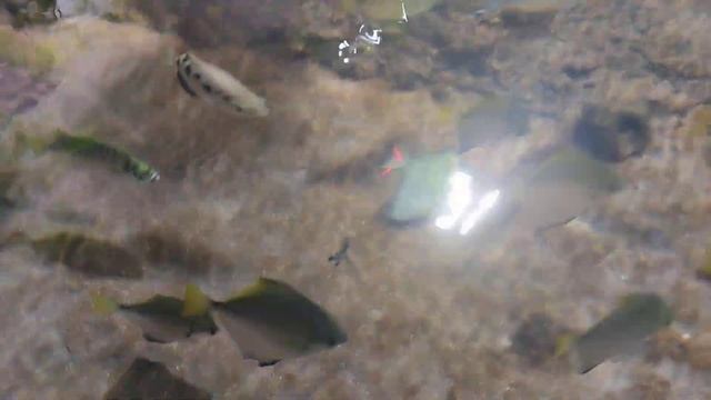 Москвариум на ВДНХ 2024 год (июль) смотреть онлайн