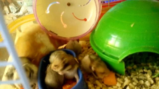 МАЛЫШИ СИРИЙСКОГО ХОМЯКА. ХОМЯЧКИ грызут морковку | Хомячуля: Secret Life Hamster - Pets