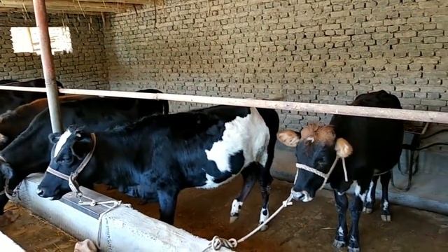 Мол Бокиш Бизнеси Узбда