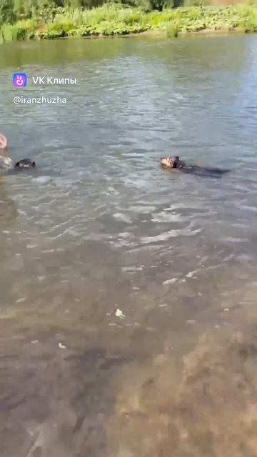 Щенки ягдтерьера в речке