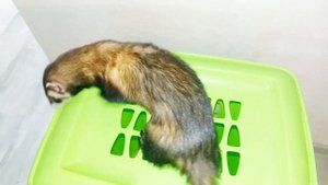 игры с хорьком / влог