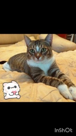 *ДОМА* ❤️ Котик Миша очень хочет стать домашним! 🏡🐈