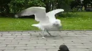 Чайка ест воробя